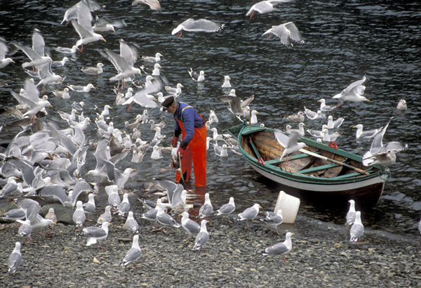 Fisherman and seagull. Foto©Jan R Olsen
