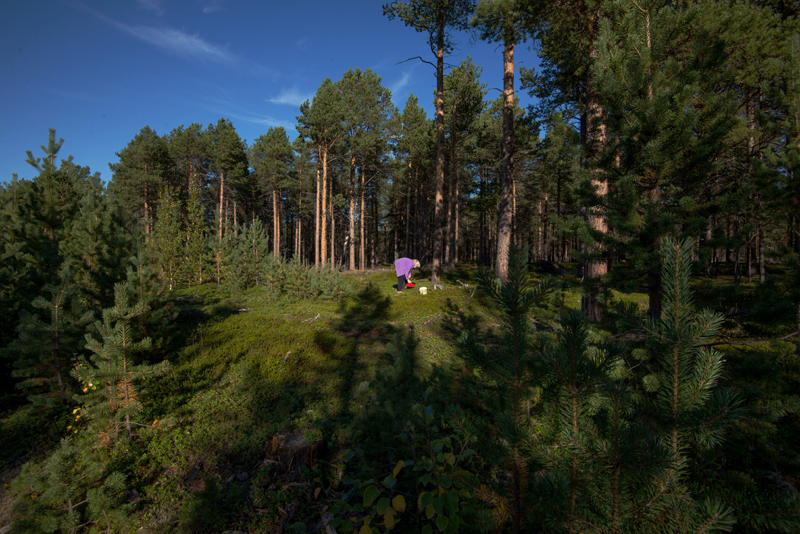 Mary plukker bær i skogen. Foto: Reni Jasinski Wright.