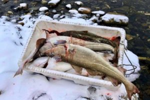 Dagens fangst. Fisk i balje.