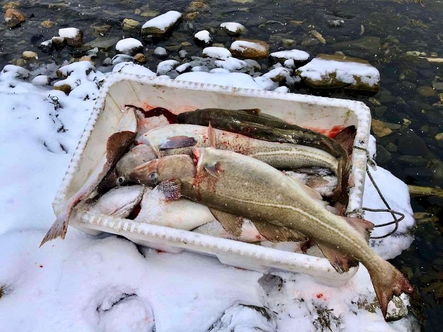 Dagens fangst. Fisk i balje.