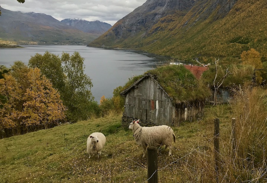 Sauer ved sommerfjøs Skardalen.