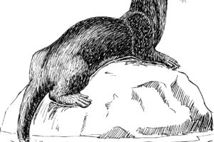 otter-153486_1280 Oter sagn samiske