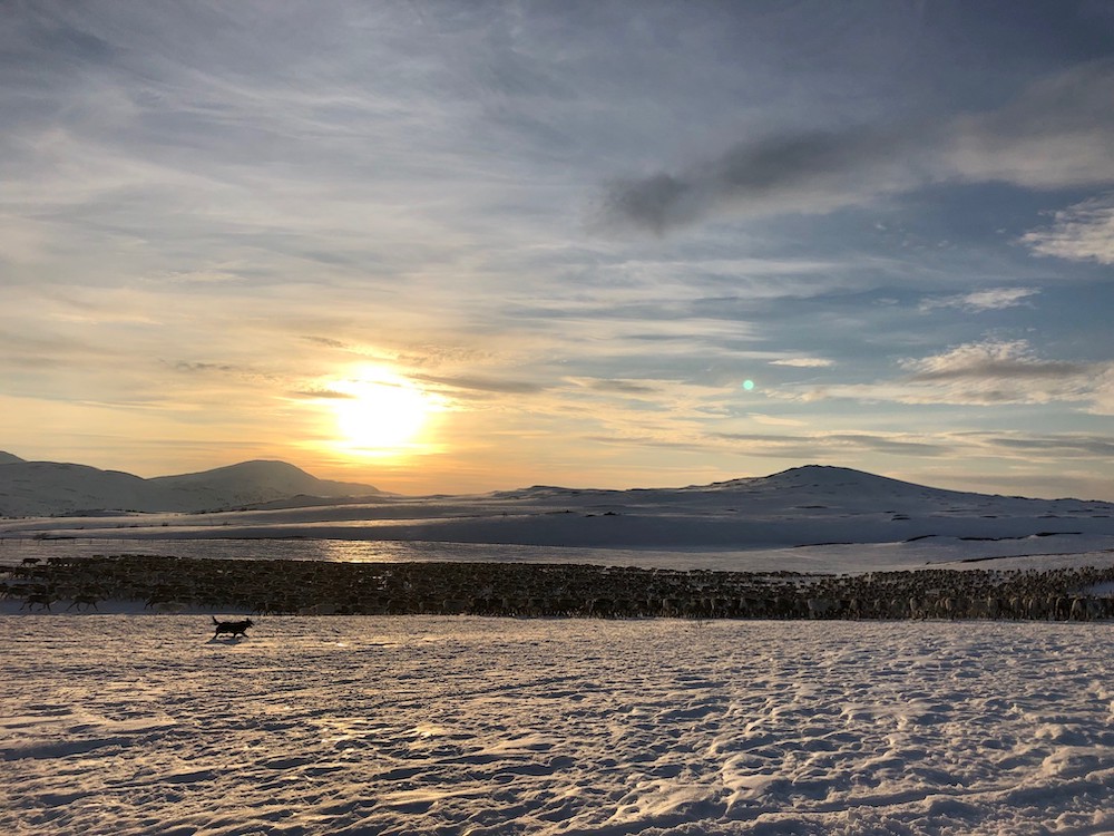 Reindrift saørsamene
