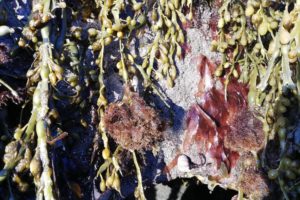 Trøffeltang1000 Trøffeltang Gristangdokke